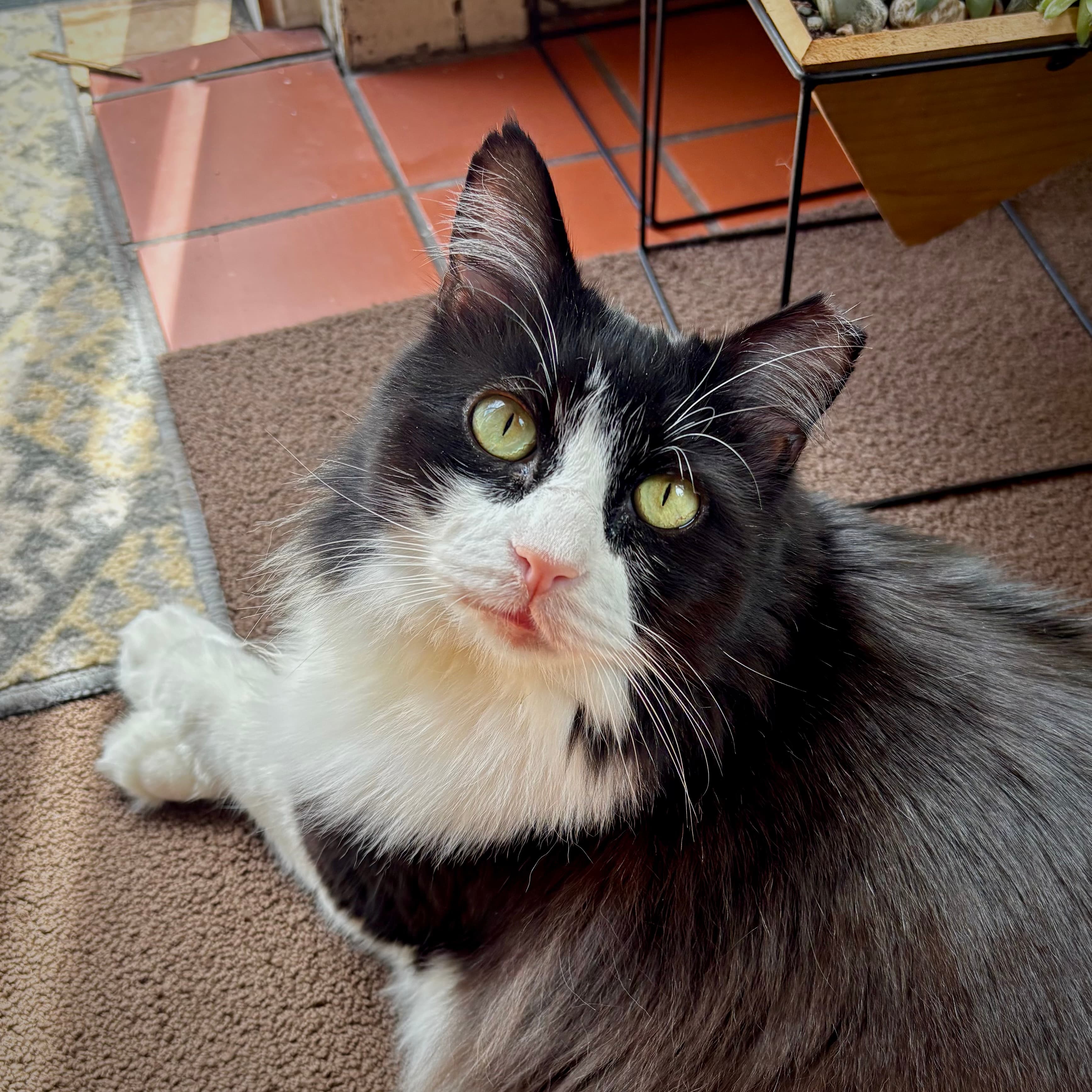 Gus