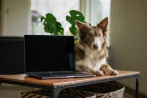 A brown and white collie with its ears perked up lies next to an open laptop on a desk.