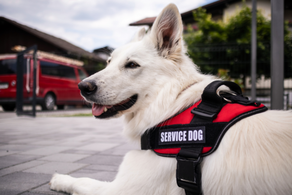 A working dog with white fur wearing a red service dog harness is lying on a paved surface outside.